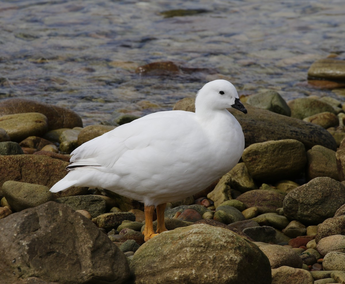 Kelp Goose - ML205621481