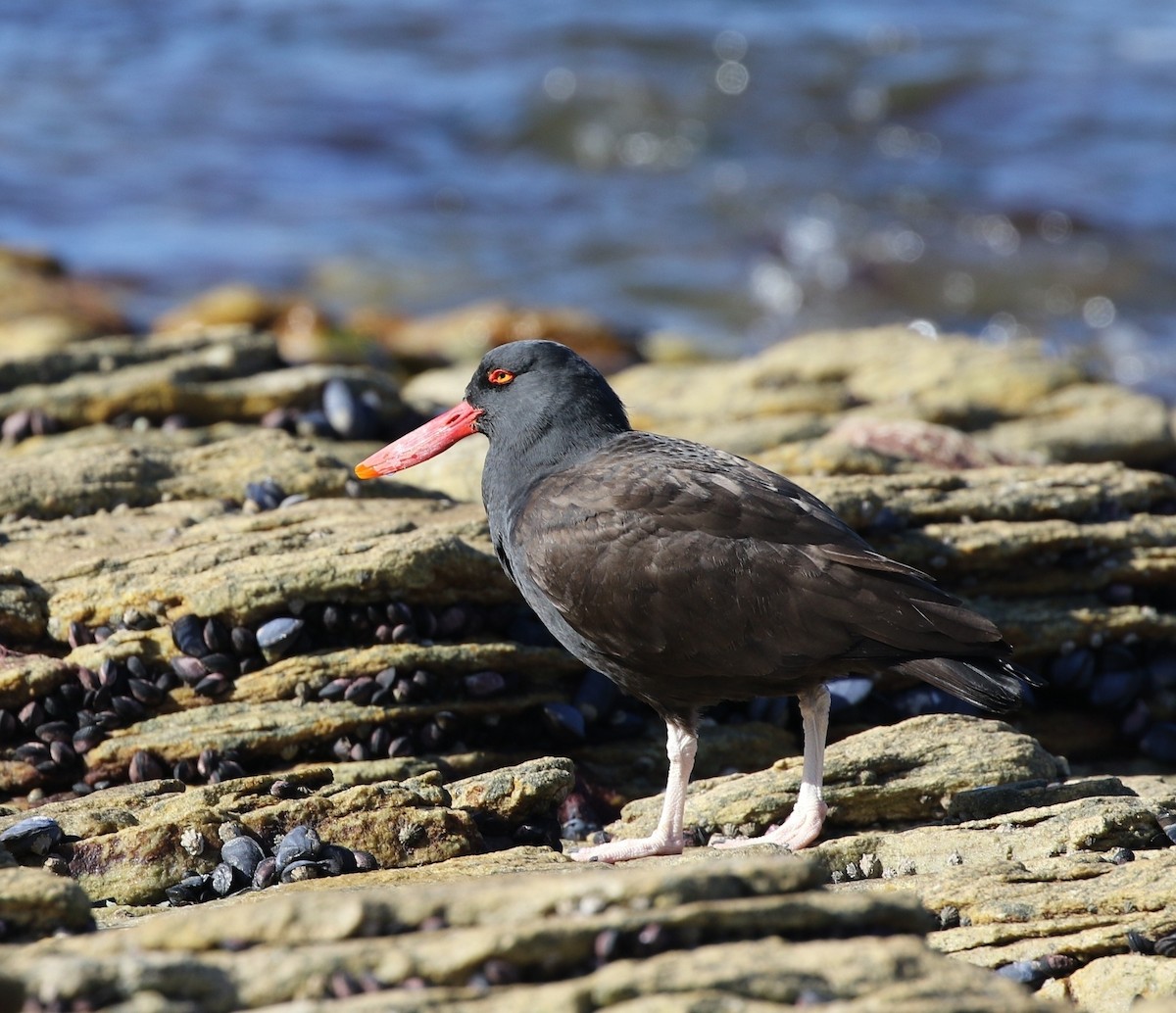 Blackish Oystercatcher - ML205621661