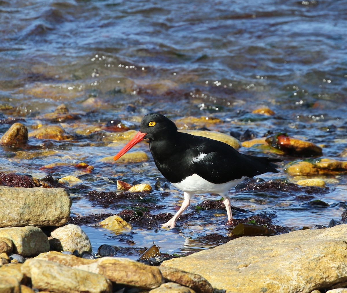 Magellanic Oystercatcher - ML205621721