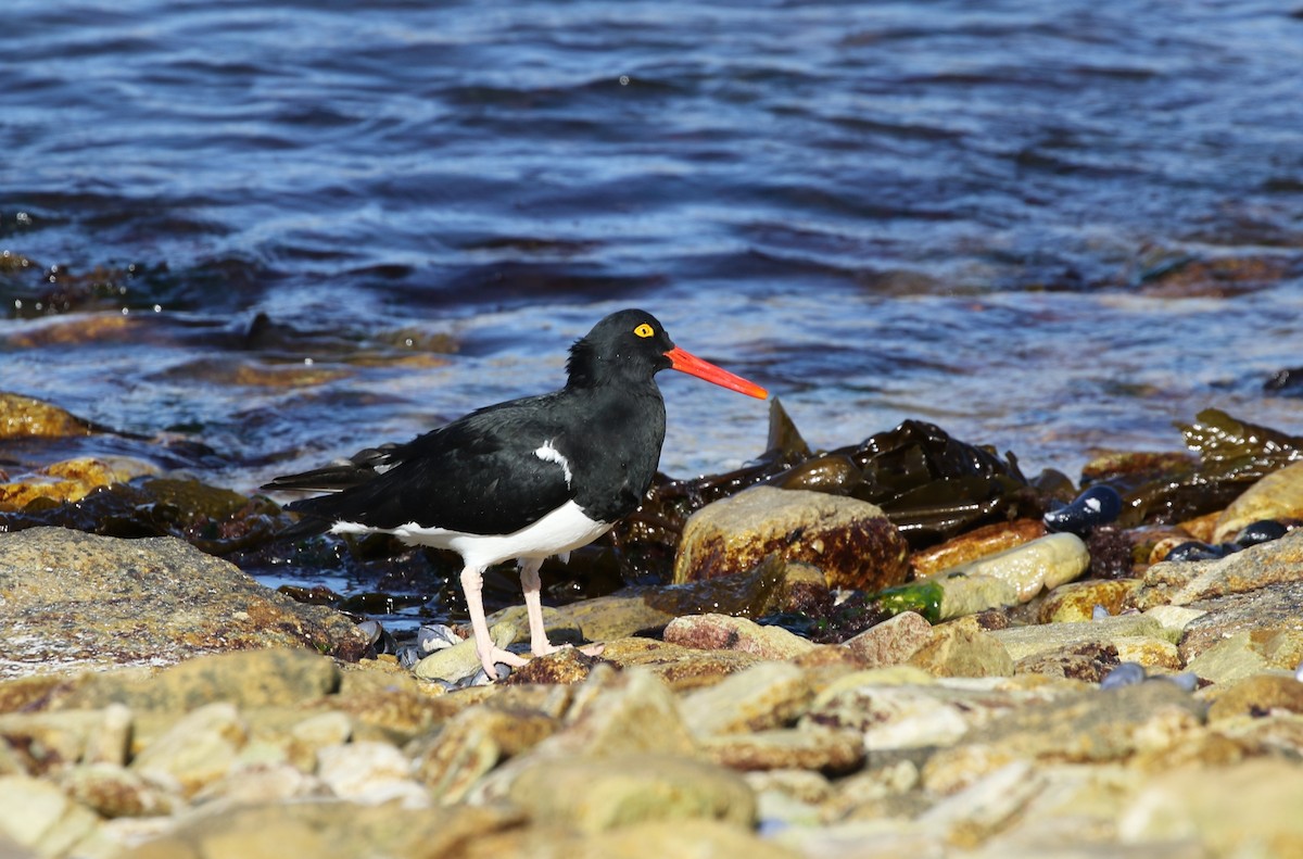 Magellanic Oystercatcher - ML205621731