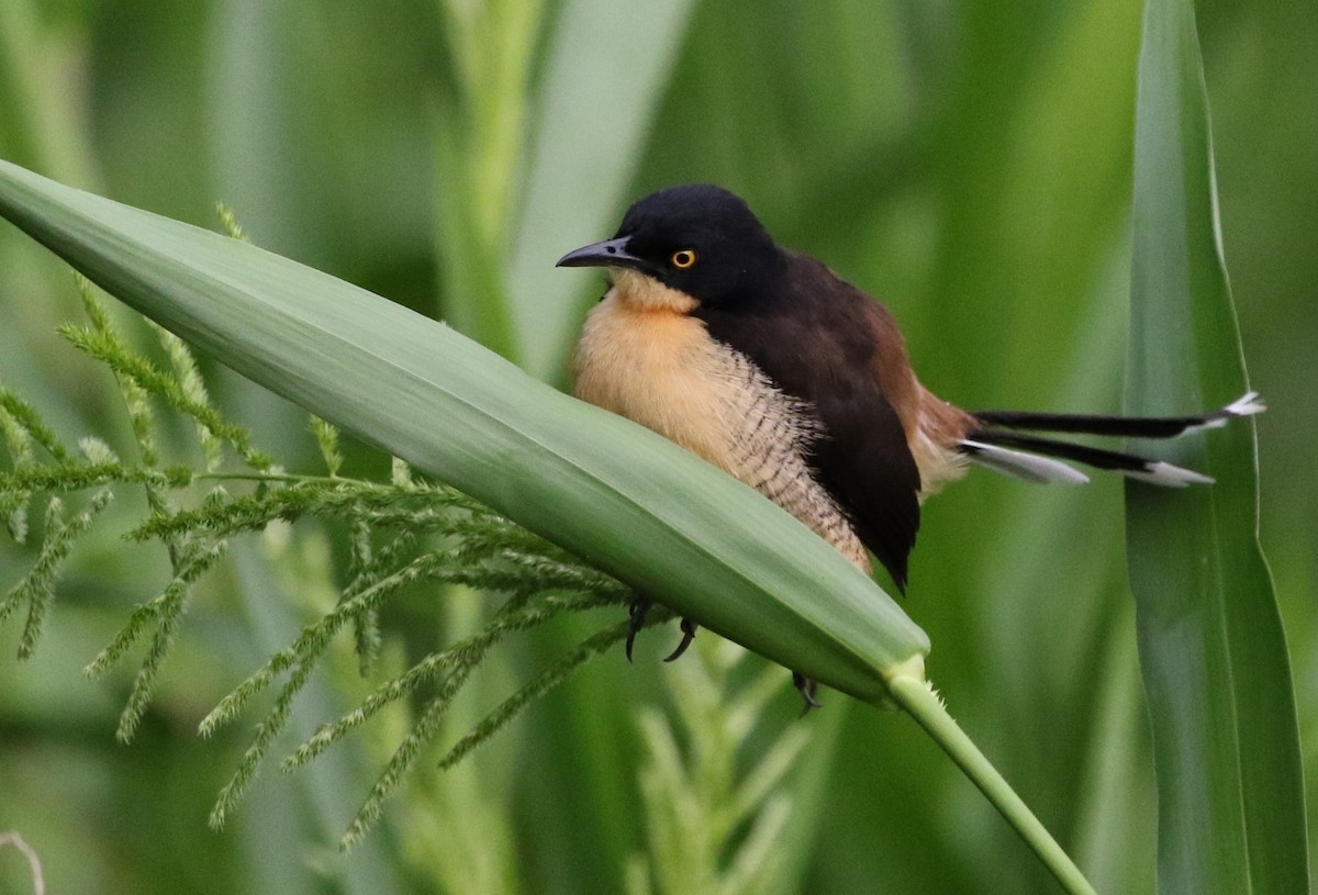 Black-capped Donacobius - ML205621971