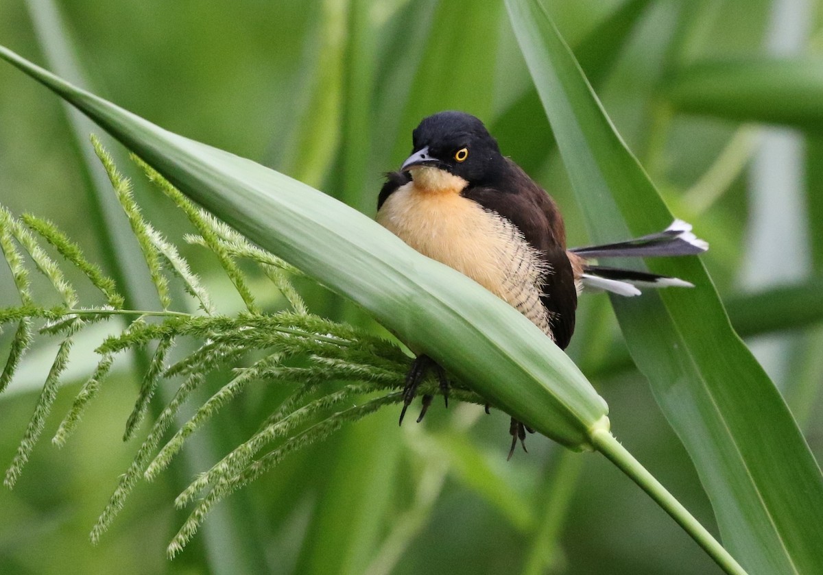 Black-capped Donacobius - Richard Greenhalgh