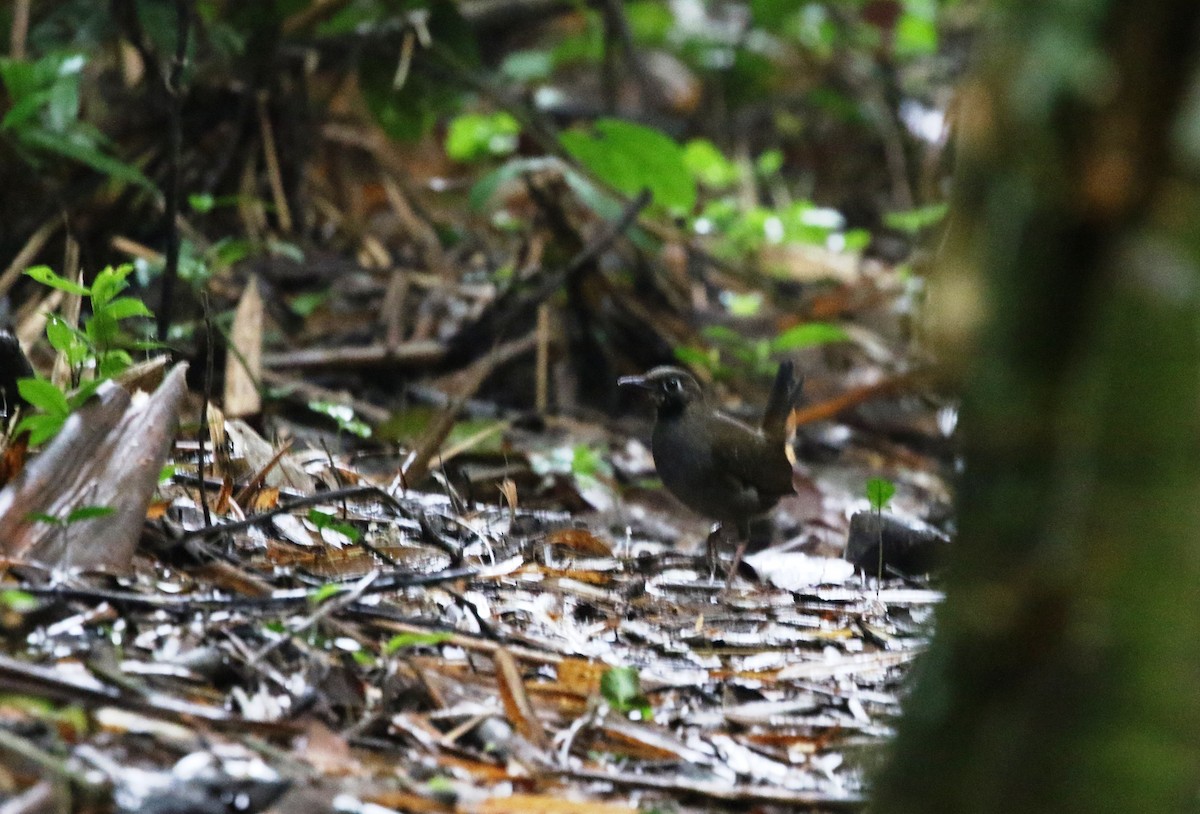 Black-faced Antthrush (Black-faced) - ML205622001