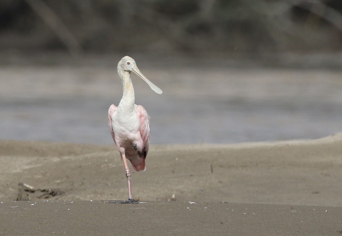 Roseate Spoonbill - Richard Greenhalgh