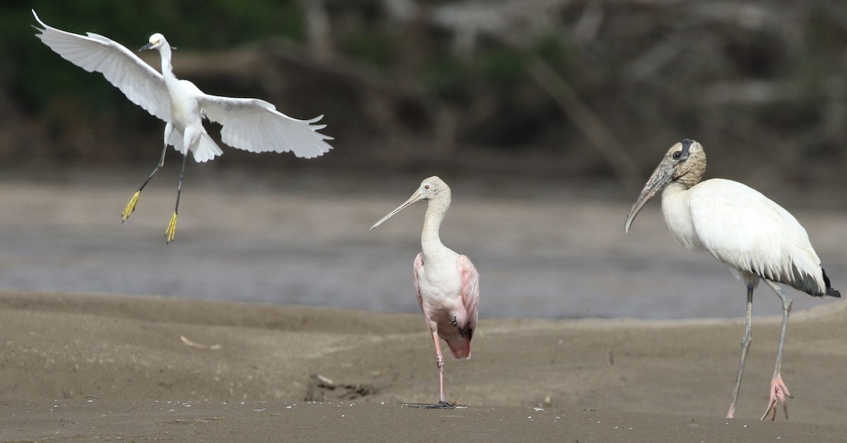 Roseate Spoonbill - Richard Greenhalgh