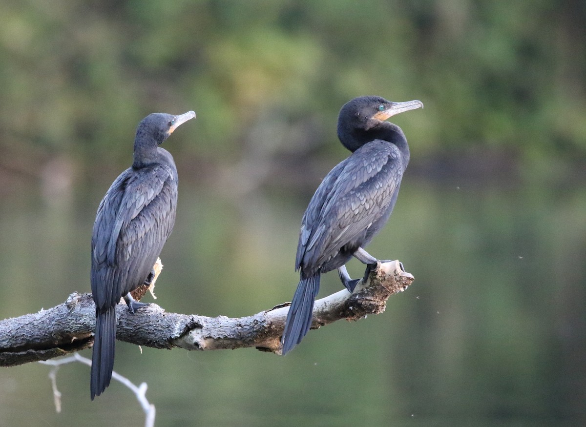 Neotropic Cormorant - ML205622611