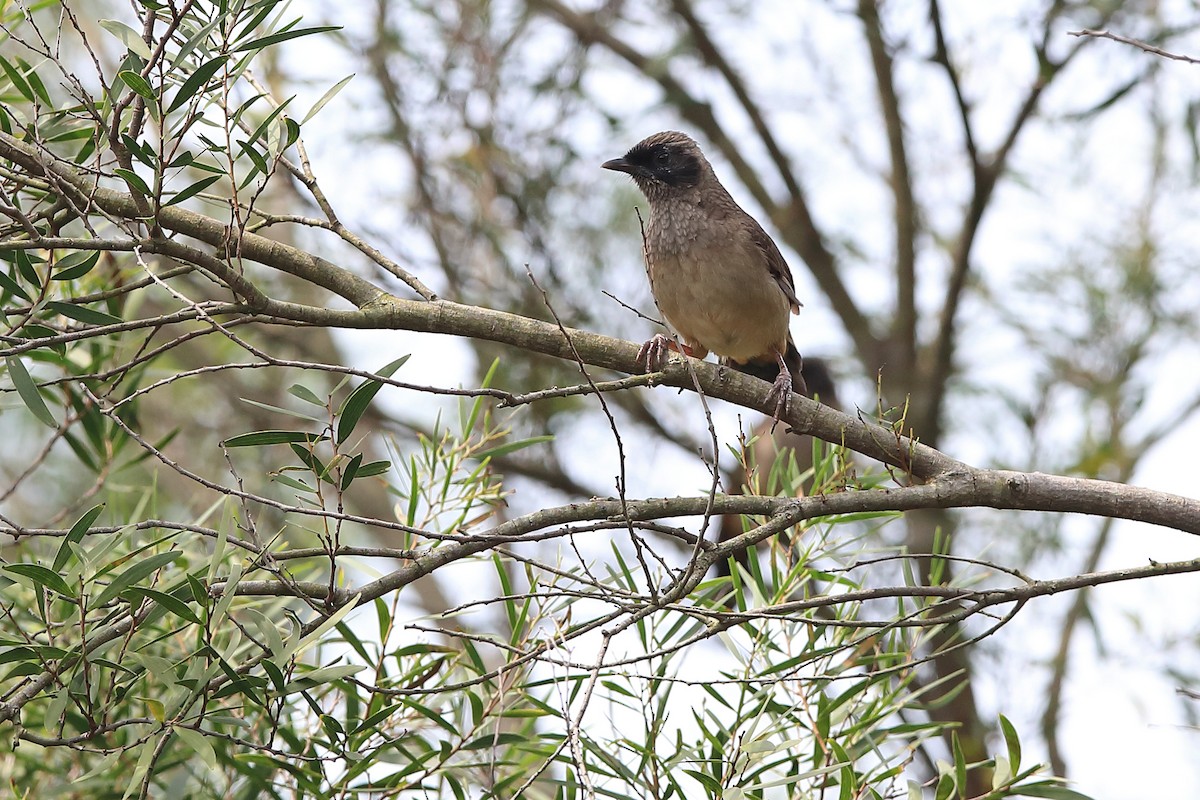 Masked Laughingthrush - ML205622691