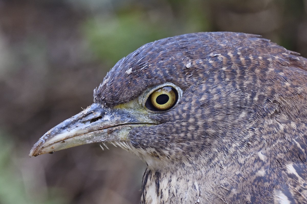 Japanese Night Heron - ML205622981