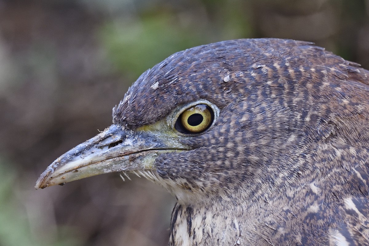 Japanese Night Heron - ML205622981