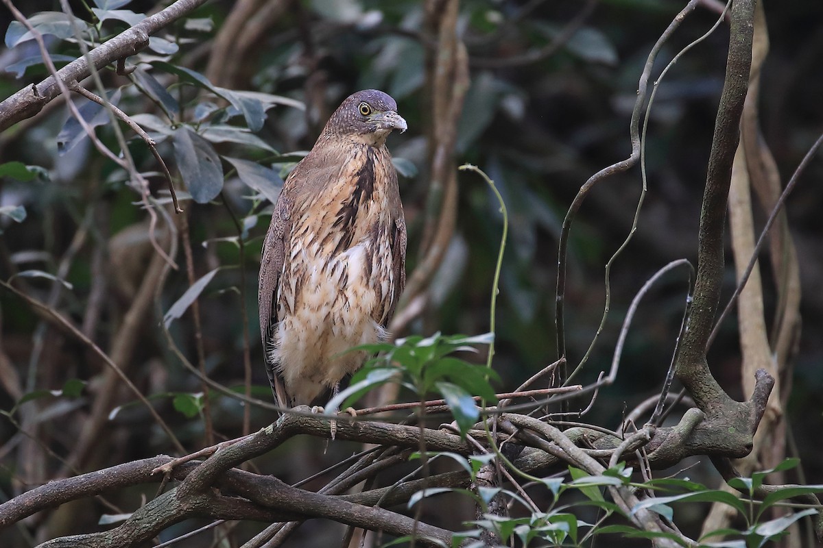 Japanese Night Heron - ML205622991