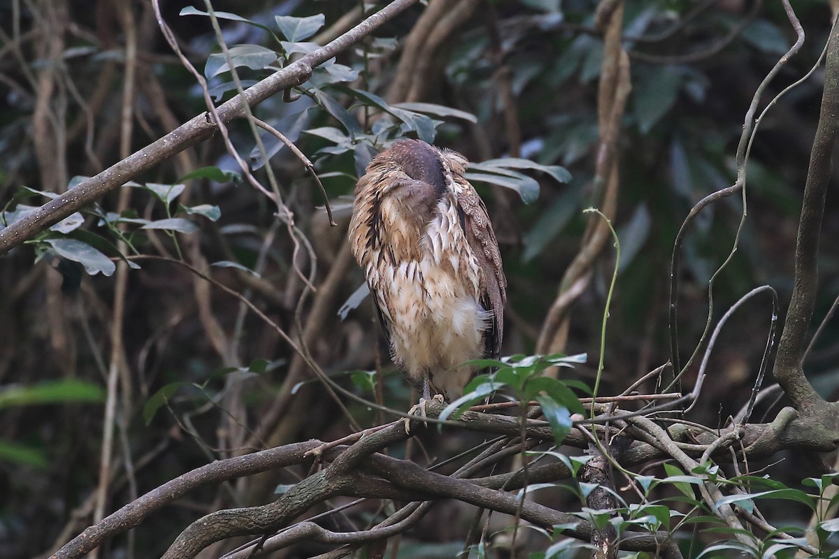 Japanese Night Heron - Chun Fai LO