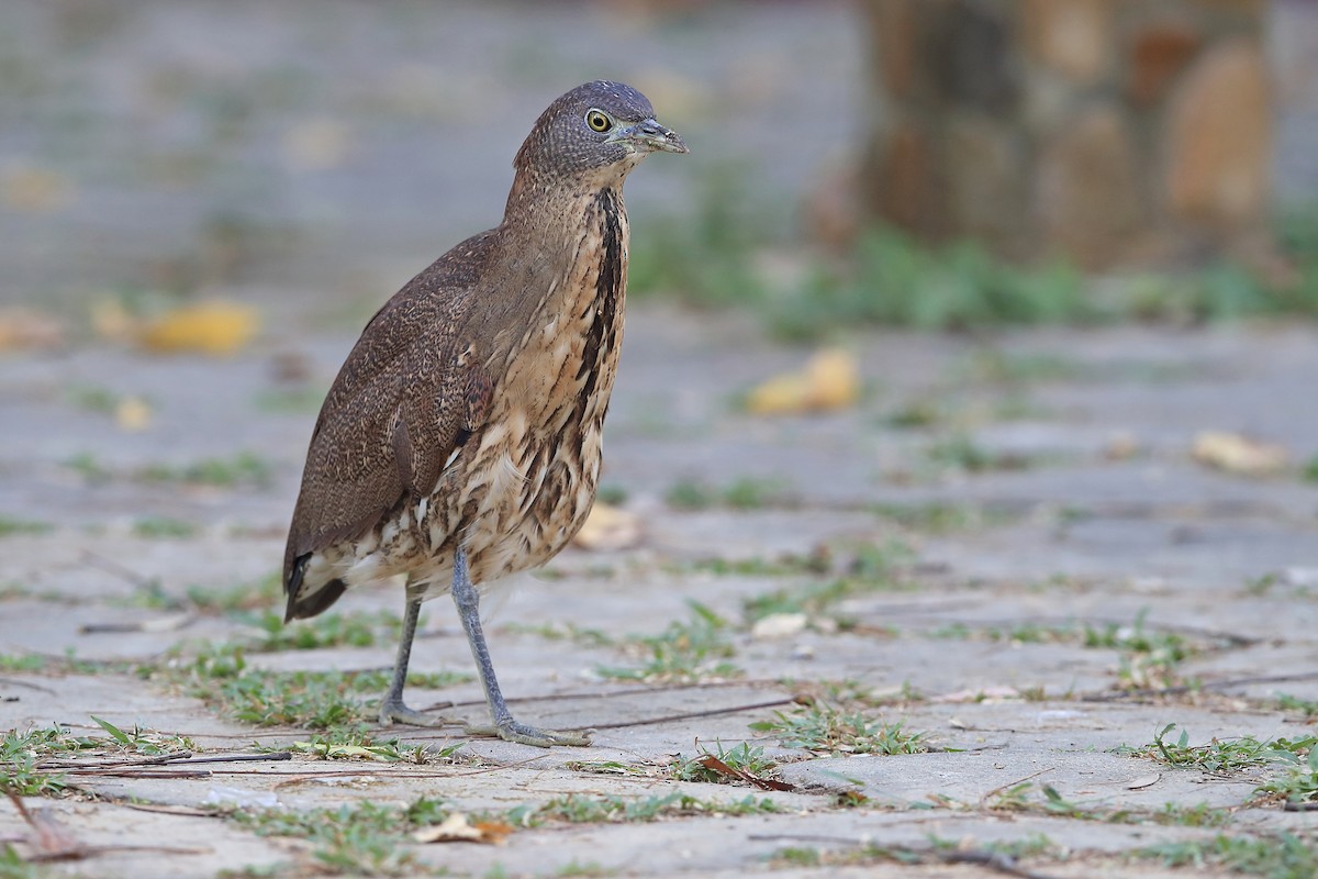 Japanese Night Heron - ML205623021