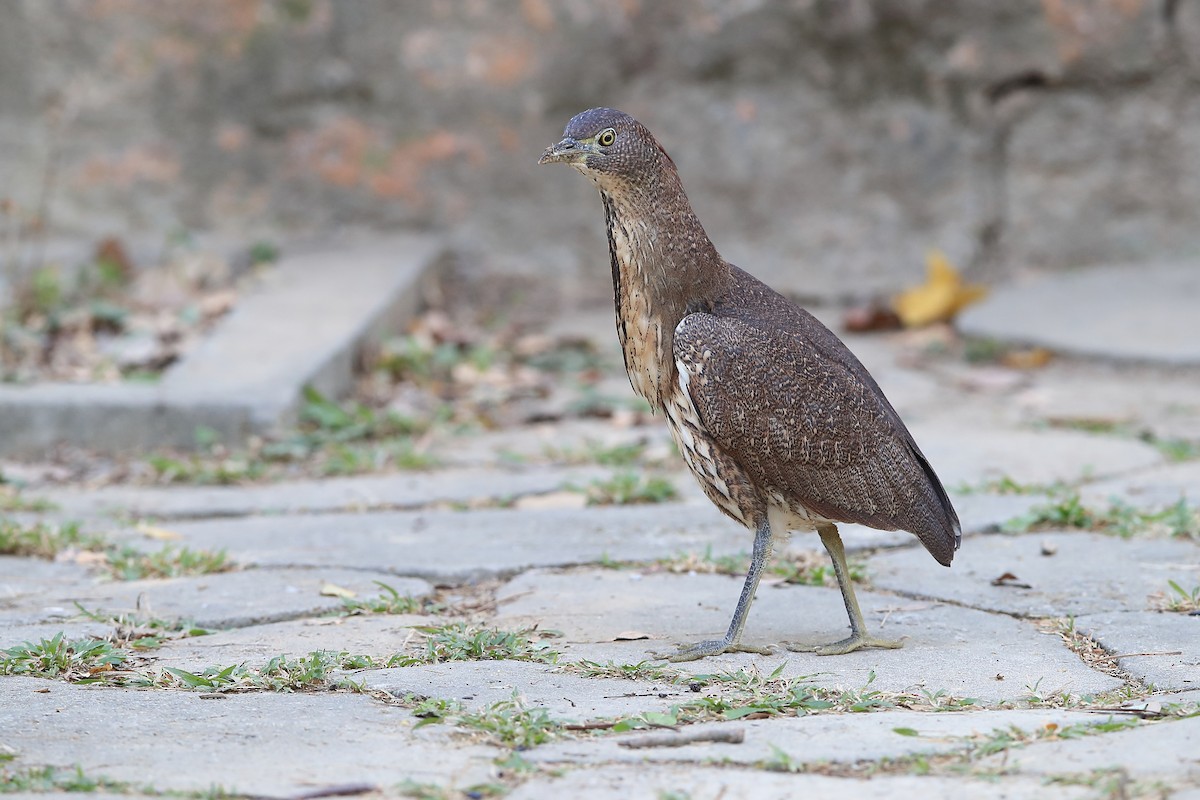 Japanese Night Heron - ML205623031