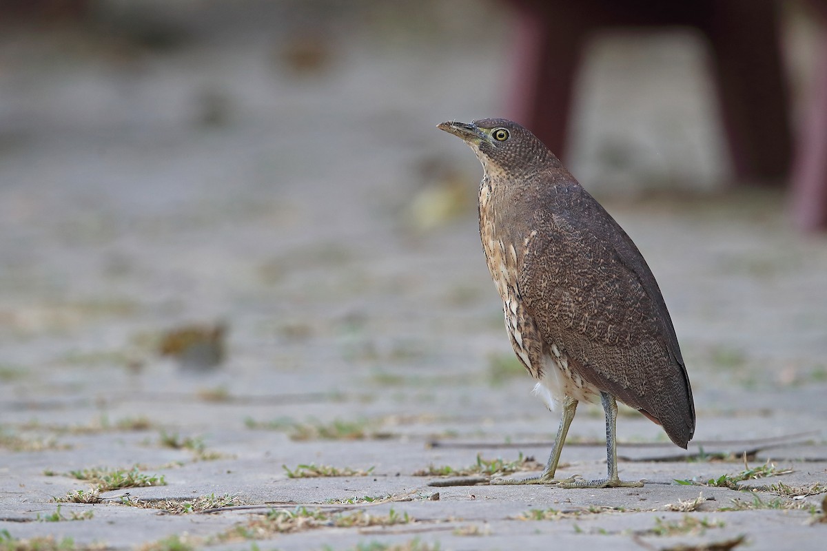 Japanese Night Heron - ML205623041