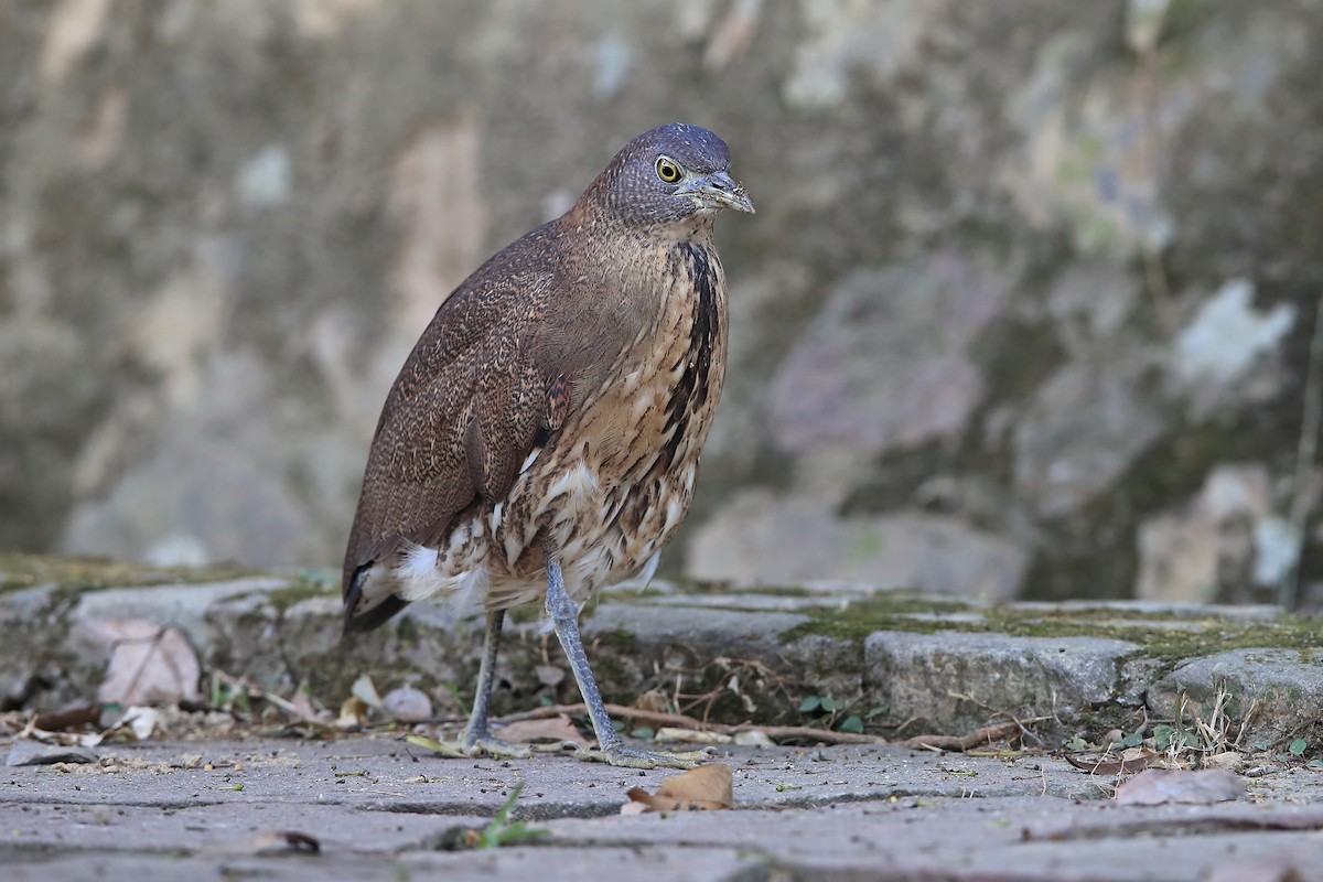 Japanese Night Heron - ML205623051