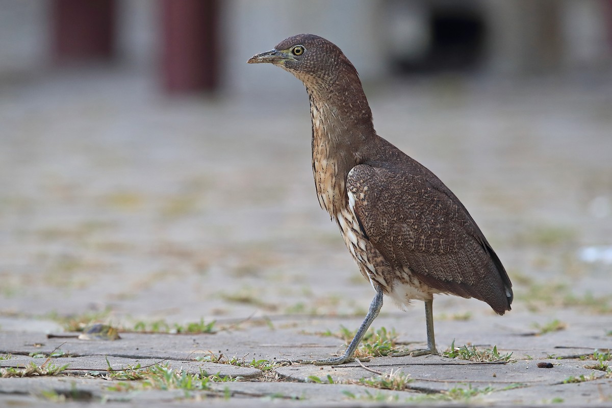 Japanese Night Heron - ML205623061