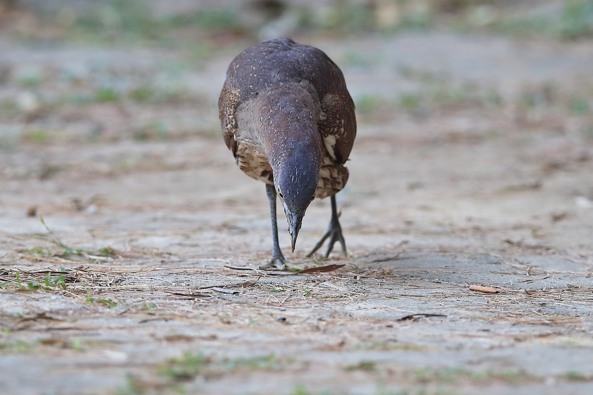 Japanese Night Heron - ML205623081