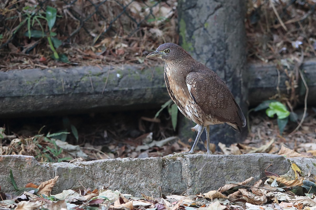 Japanese Night Heron - ML205623091