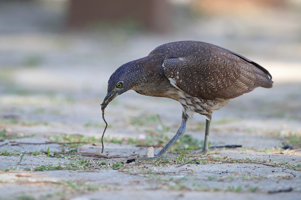 Japanese Night Heron - Chun Fai LO