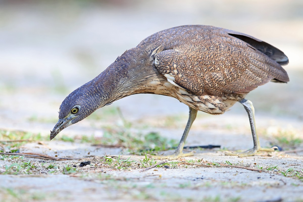 Japanese Night Heron - ML205623111