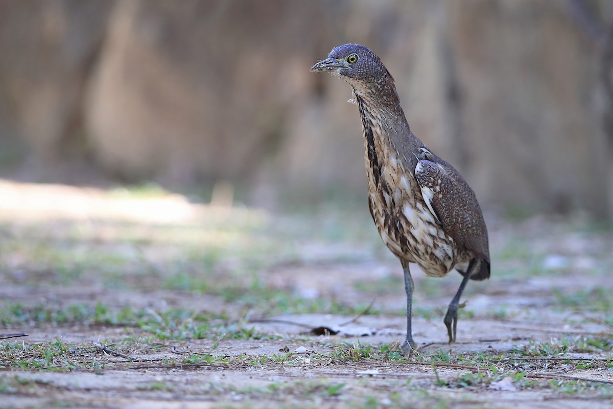 Japanese Night Heron - ML205623121