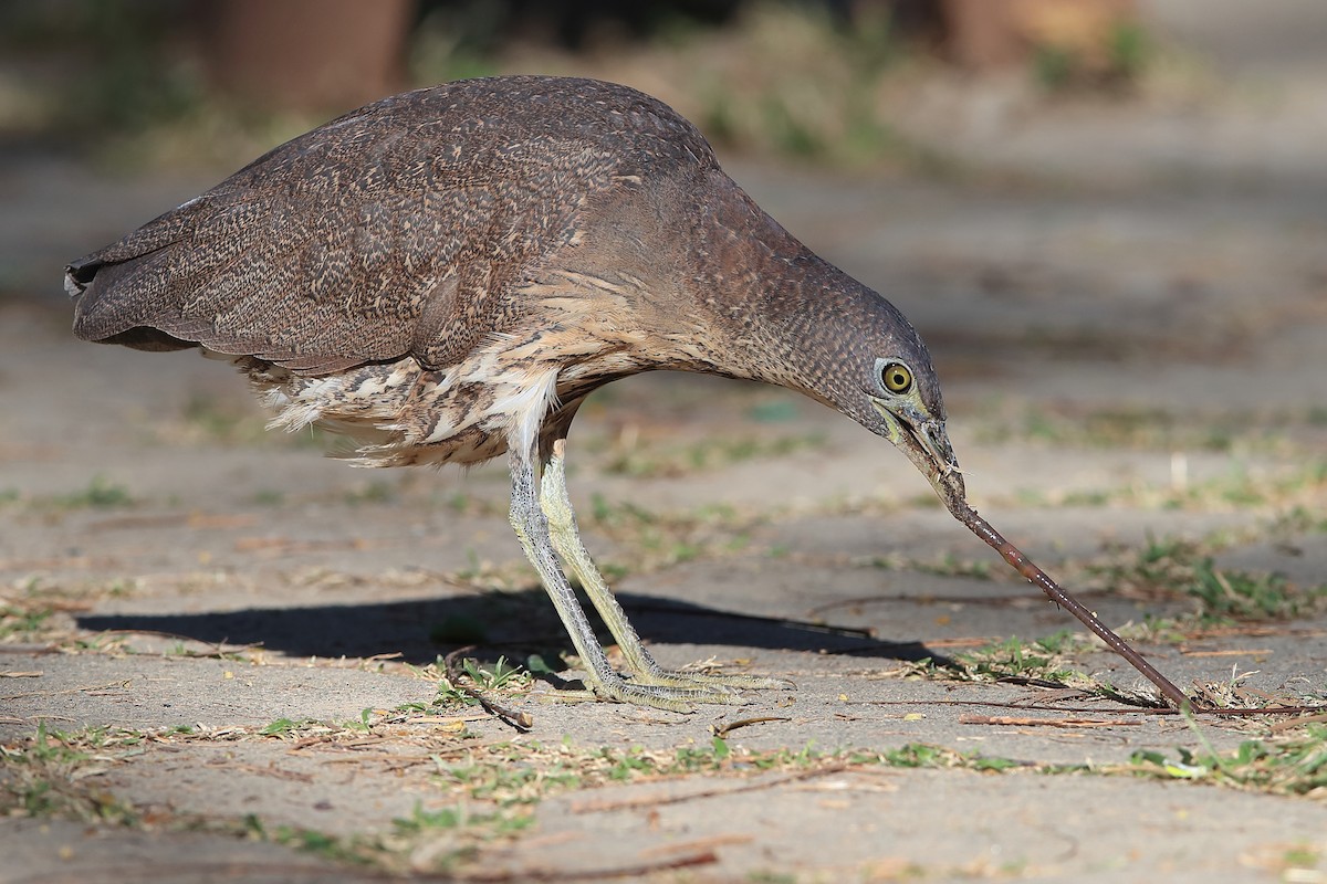 Japanese Night Heron - ML205623131