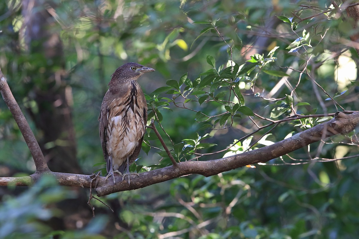 Japanese Night Heron - ML205623141