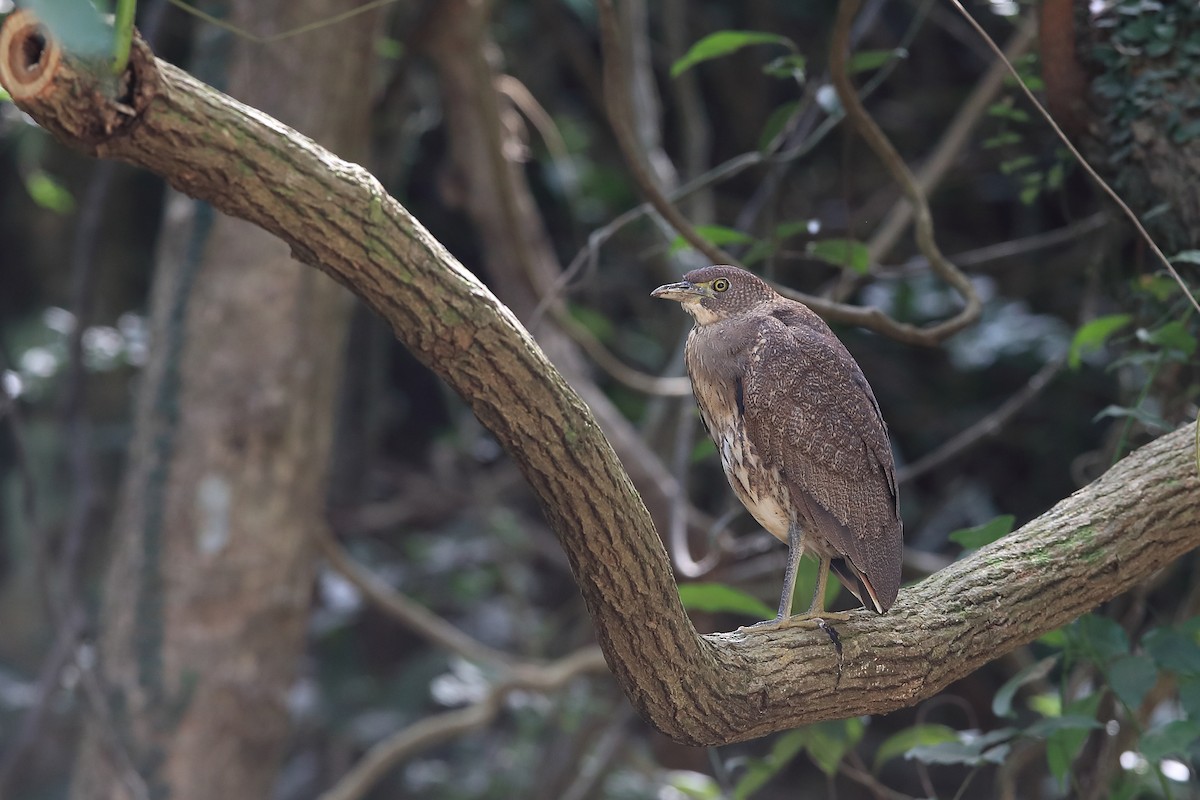 Japanese Night Heron - ML205623151