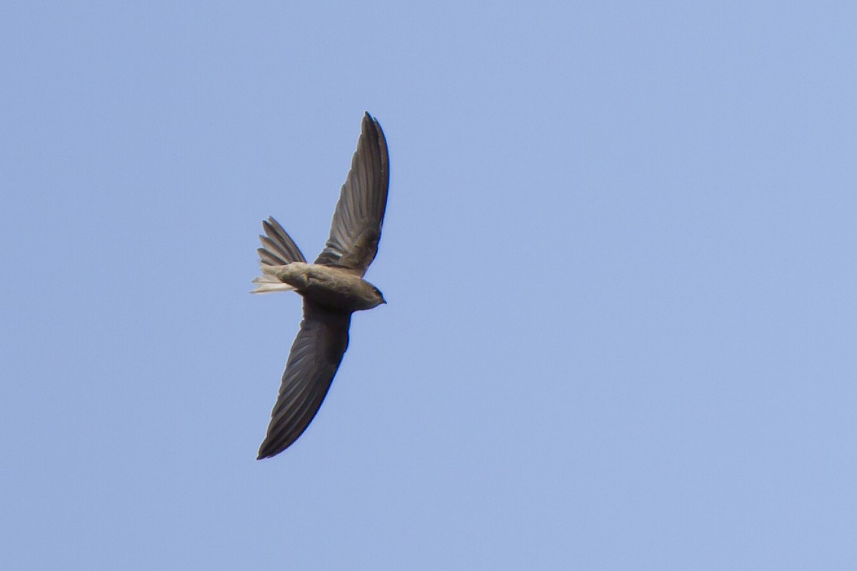 Cape Verde Swift - ML205623161