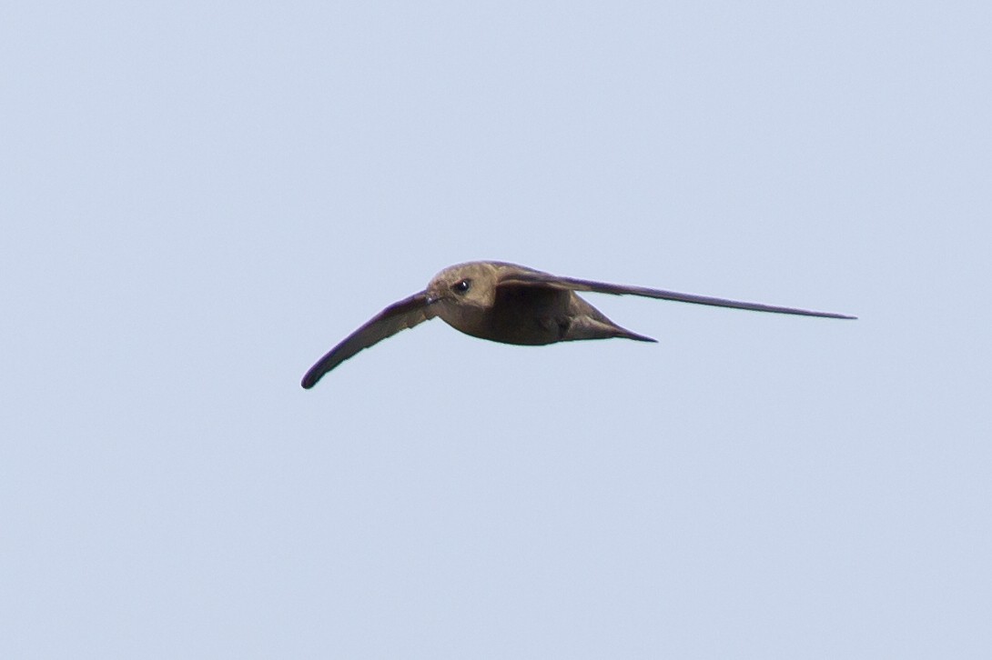 Cape Verde Swift - ML205623171