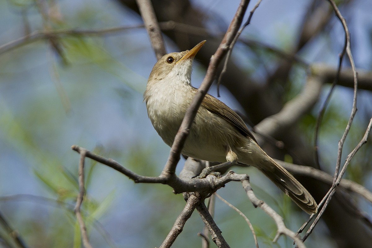 Cape Verde Swamp Warbler - Stefan Cherrug