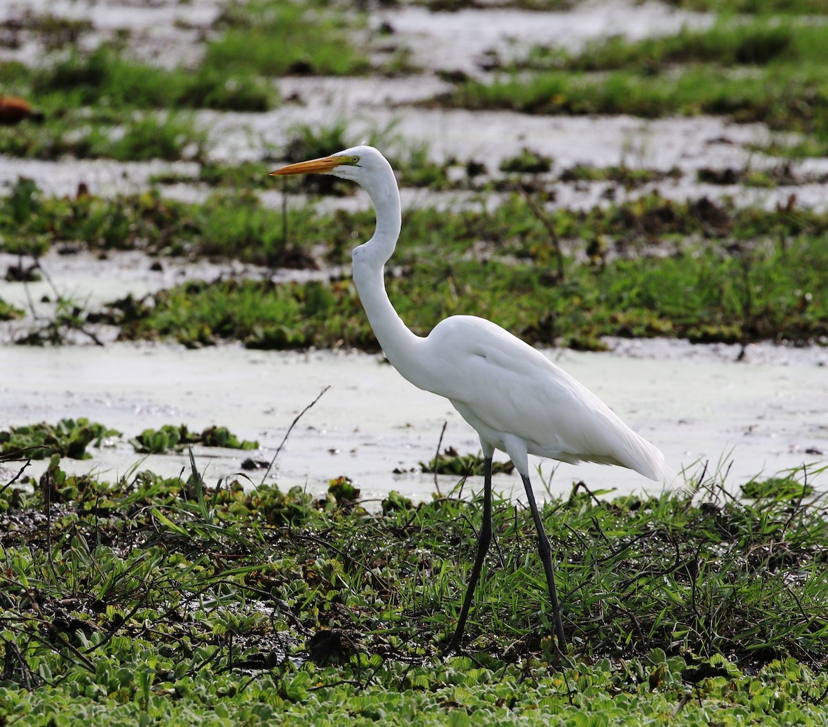 Grande Aigrette (egretta) - ML205623631