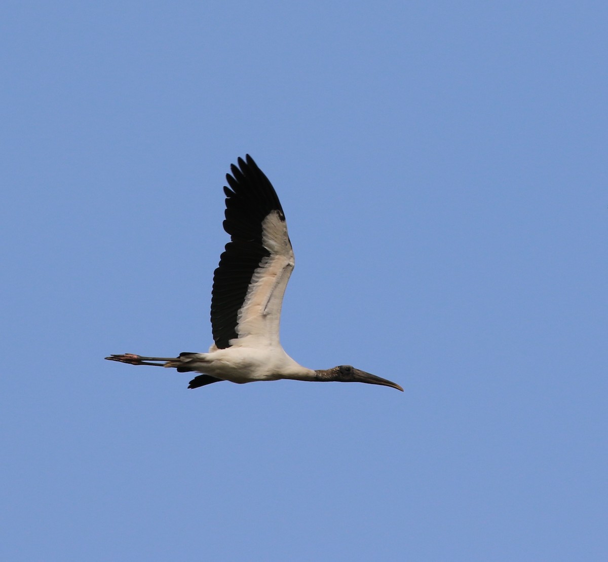 Wood Stork - ML205623691