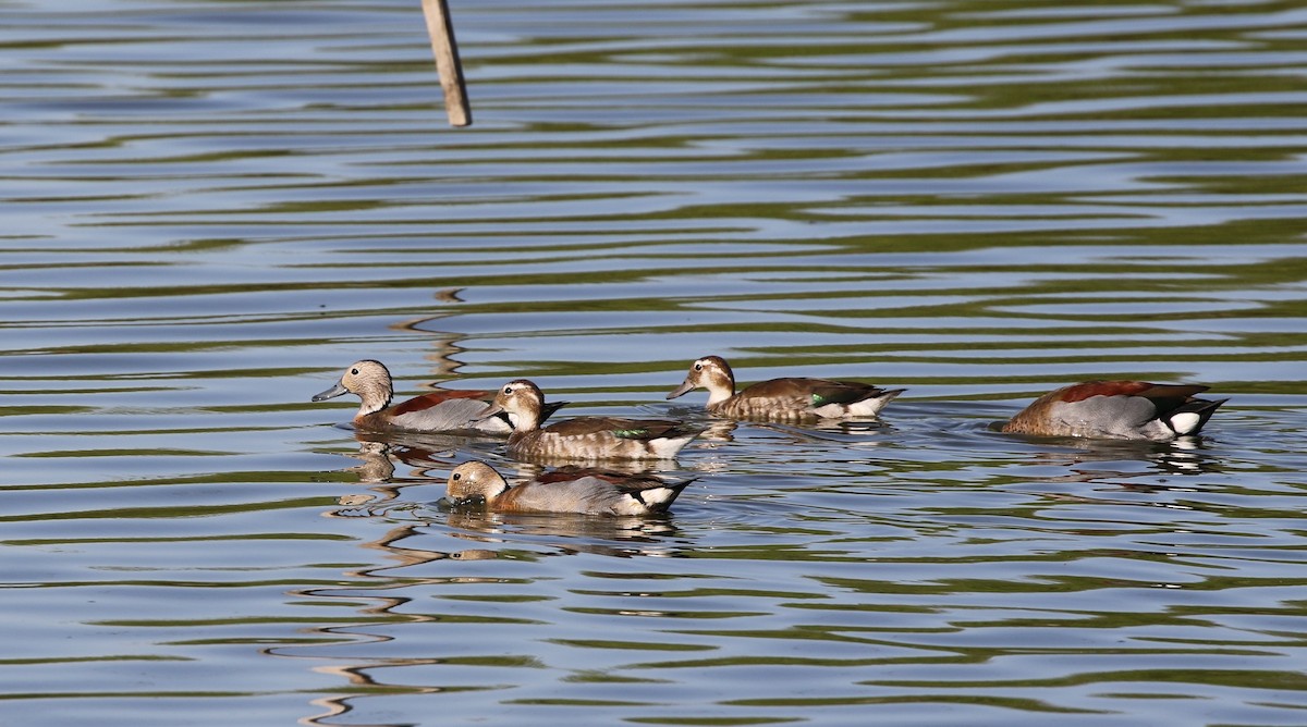 Ringed Teal - ML205623861