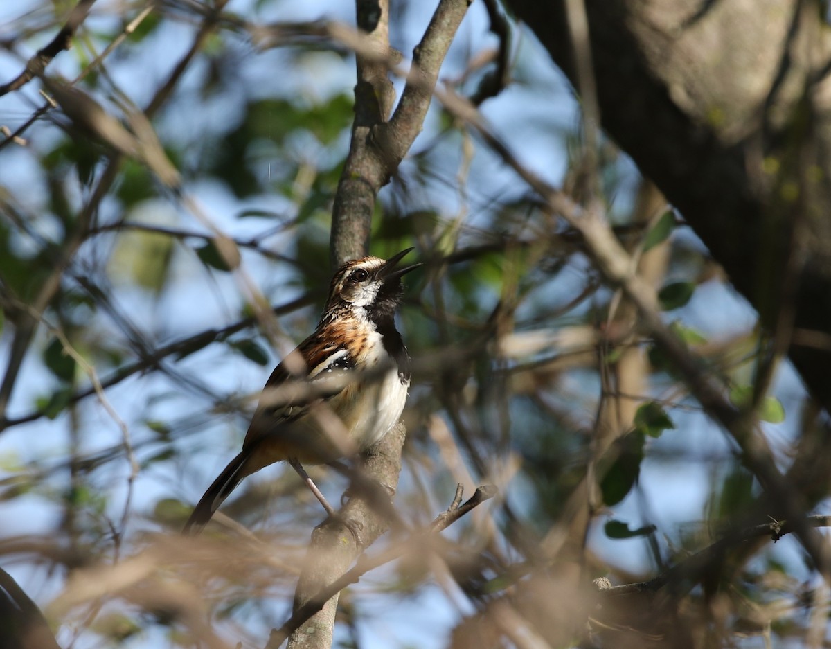 Stripe-backed Antbird - ML205623881