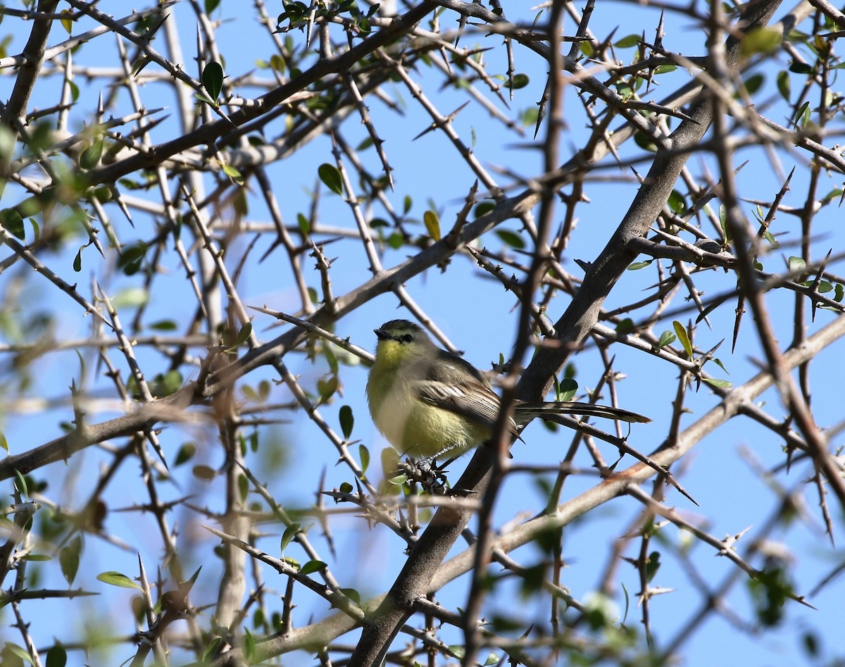 Greater Wagtail-Tyrant (Greater) - ML205623911