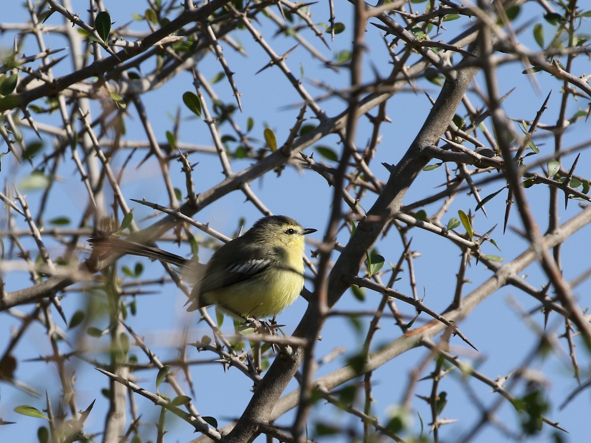 Greater Wagtail-Tyrant (Greater) - ML205623921