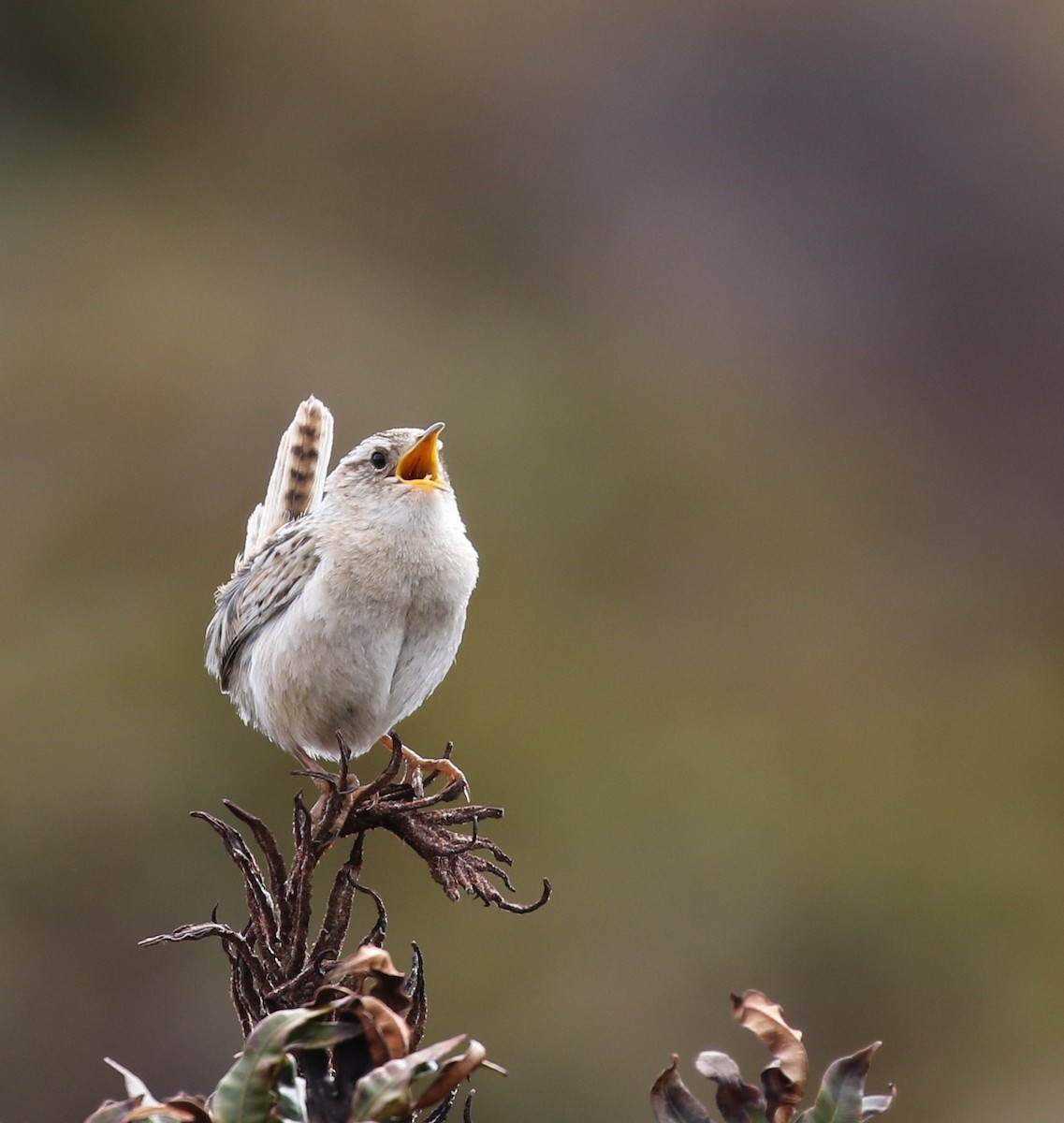 コバシヌマミソサザイ（hornensis／falklandicus） - ML205623971