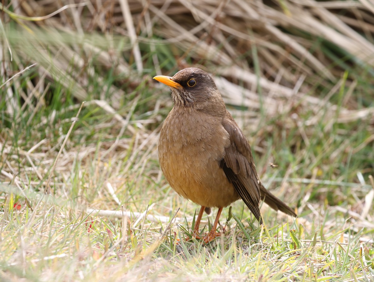 Austral Thrush (Falkland) - ML205624011