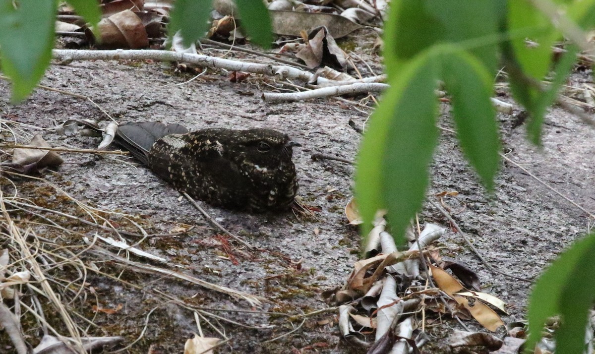 Blackish Nightjar - ML205624771