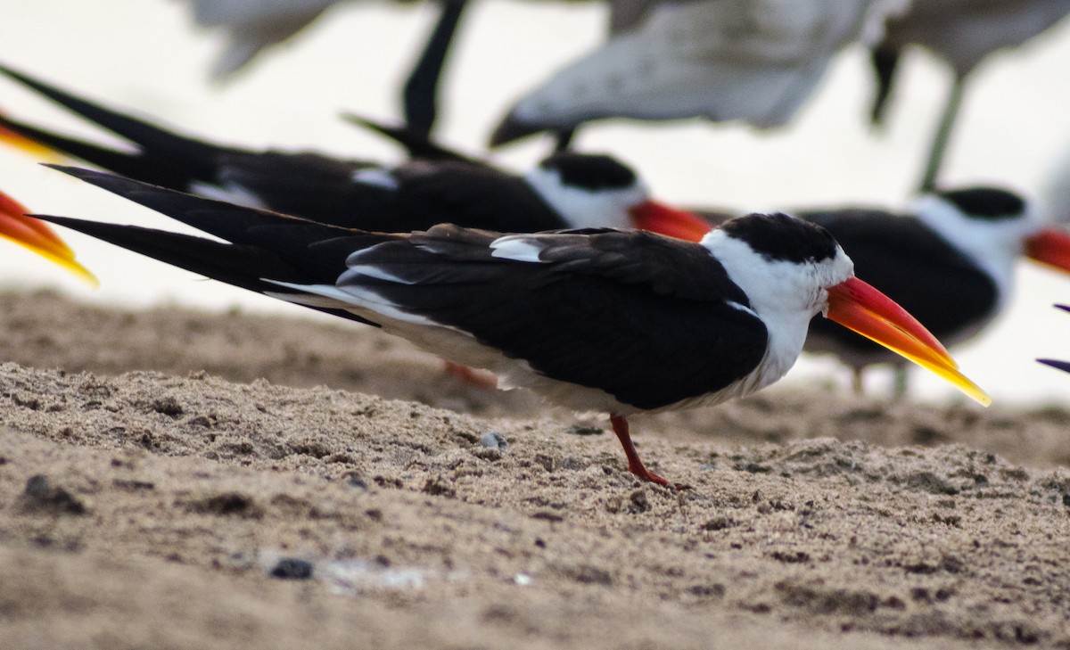 Indian Skimmer - ML205624991