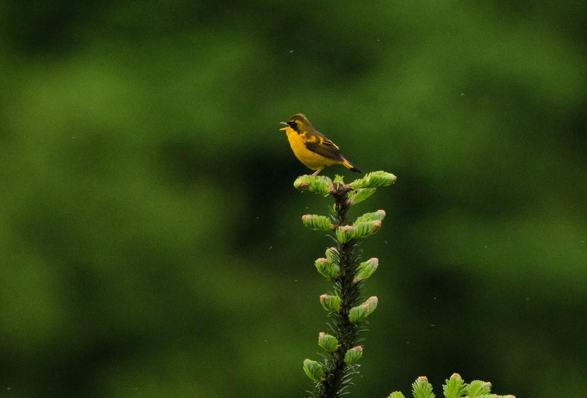 Golden Bush-Robin - ML205625011