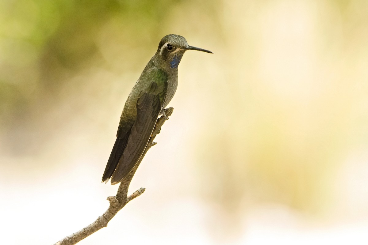 Colibrí Gorjiazul - ML205625021