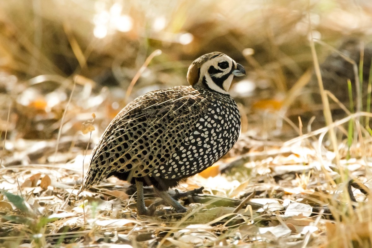 Montezuma Quail (Montezuma) - ML205625031