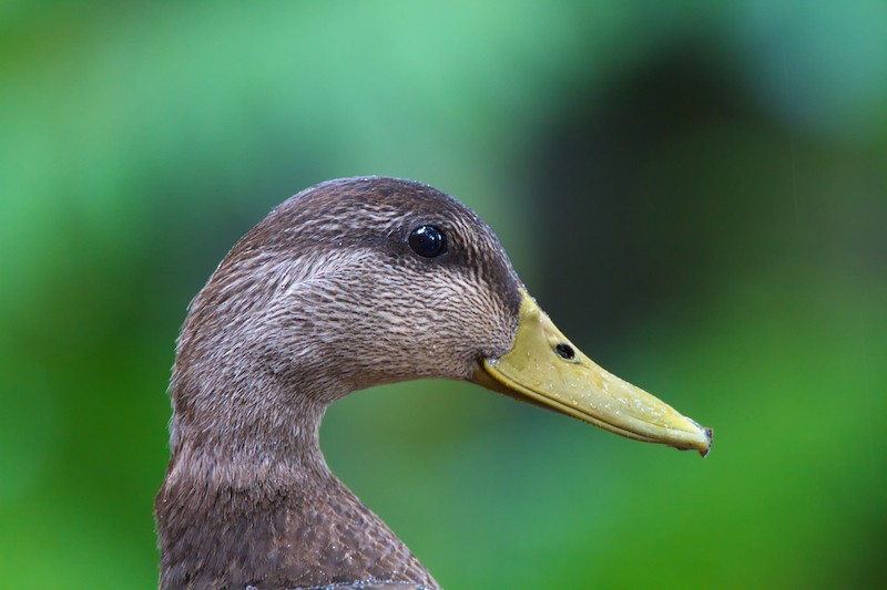 American Black Duck - Anonymous