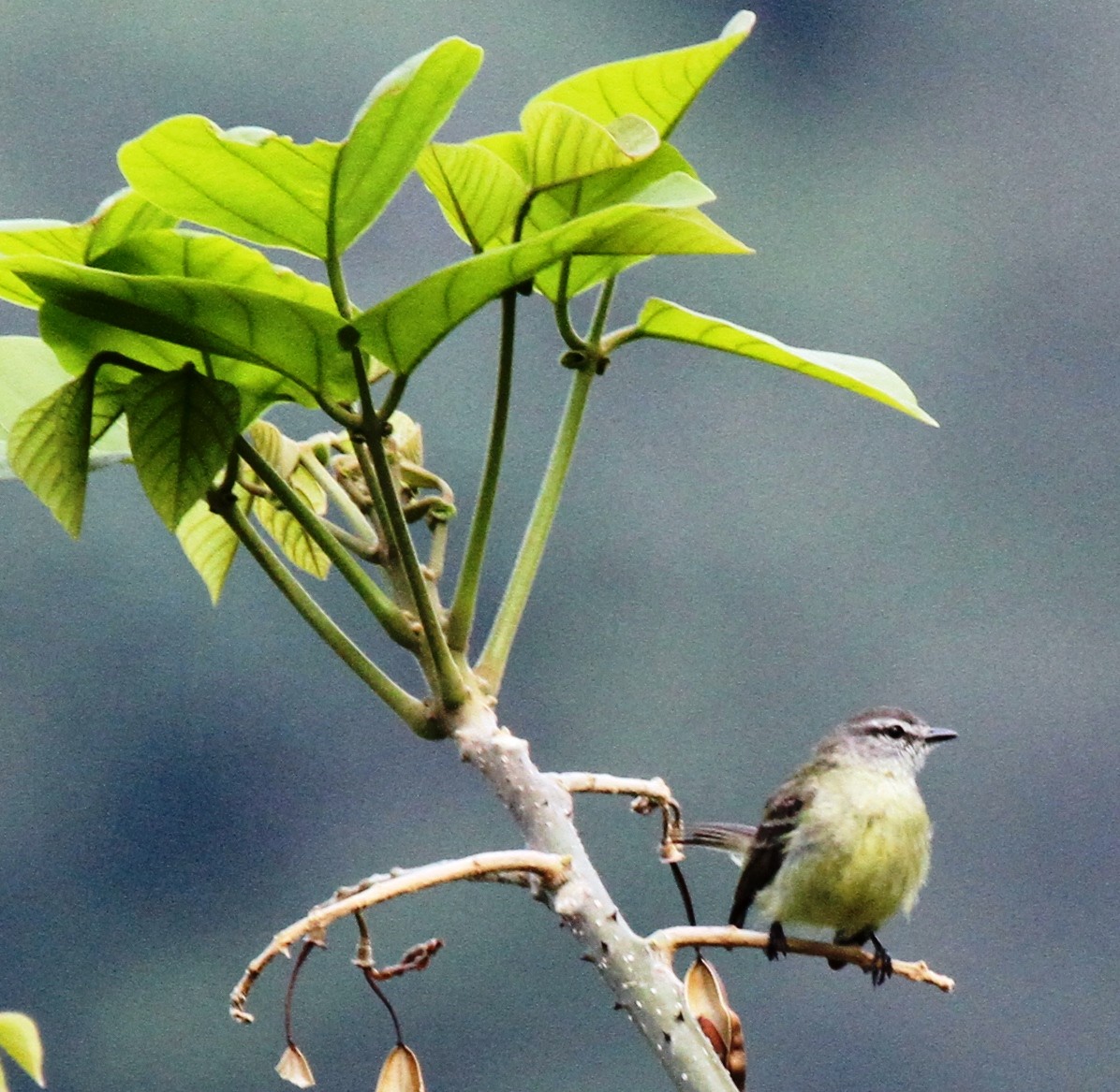 Mosquerito de las Yungas - ML205625281