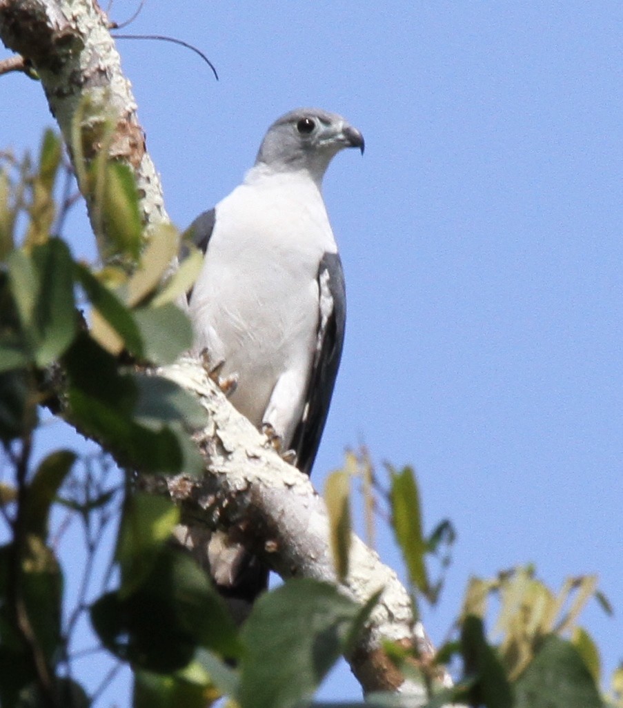 Gray-headed Kite - Richard Greenhalgh