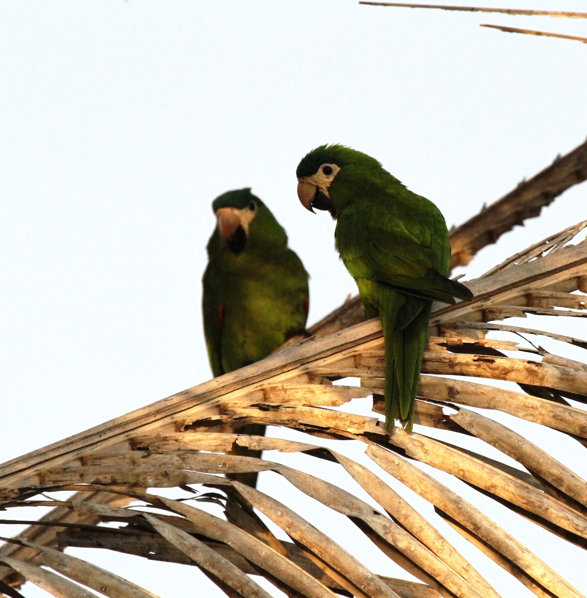 Red-shouldered Macaw (Southern) - ML205625601