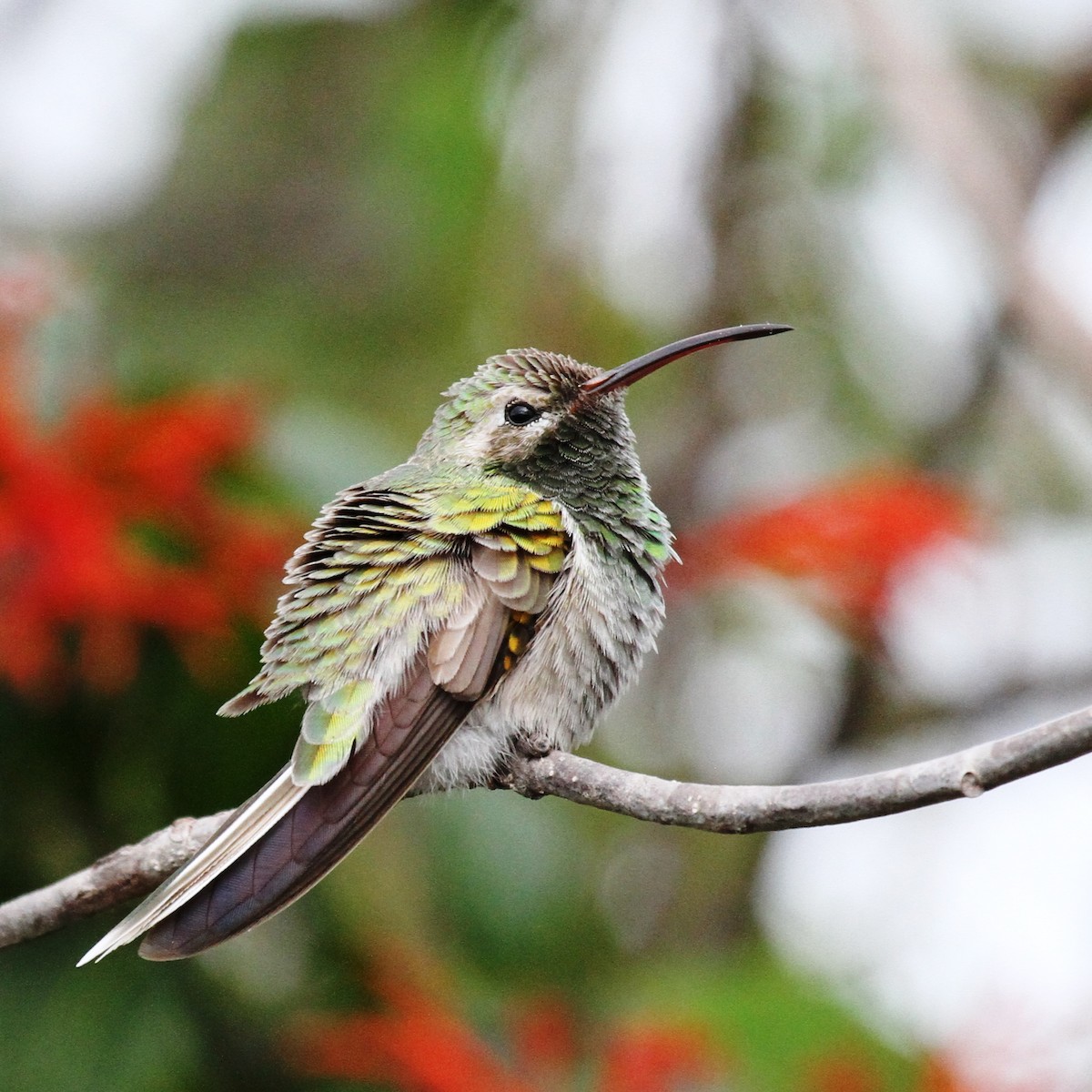 Colibrí Guainumbí - ML205625771