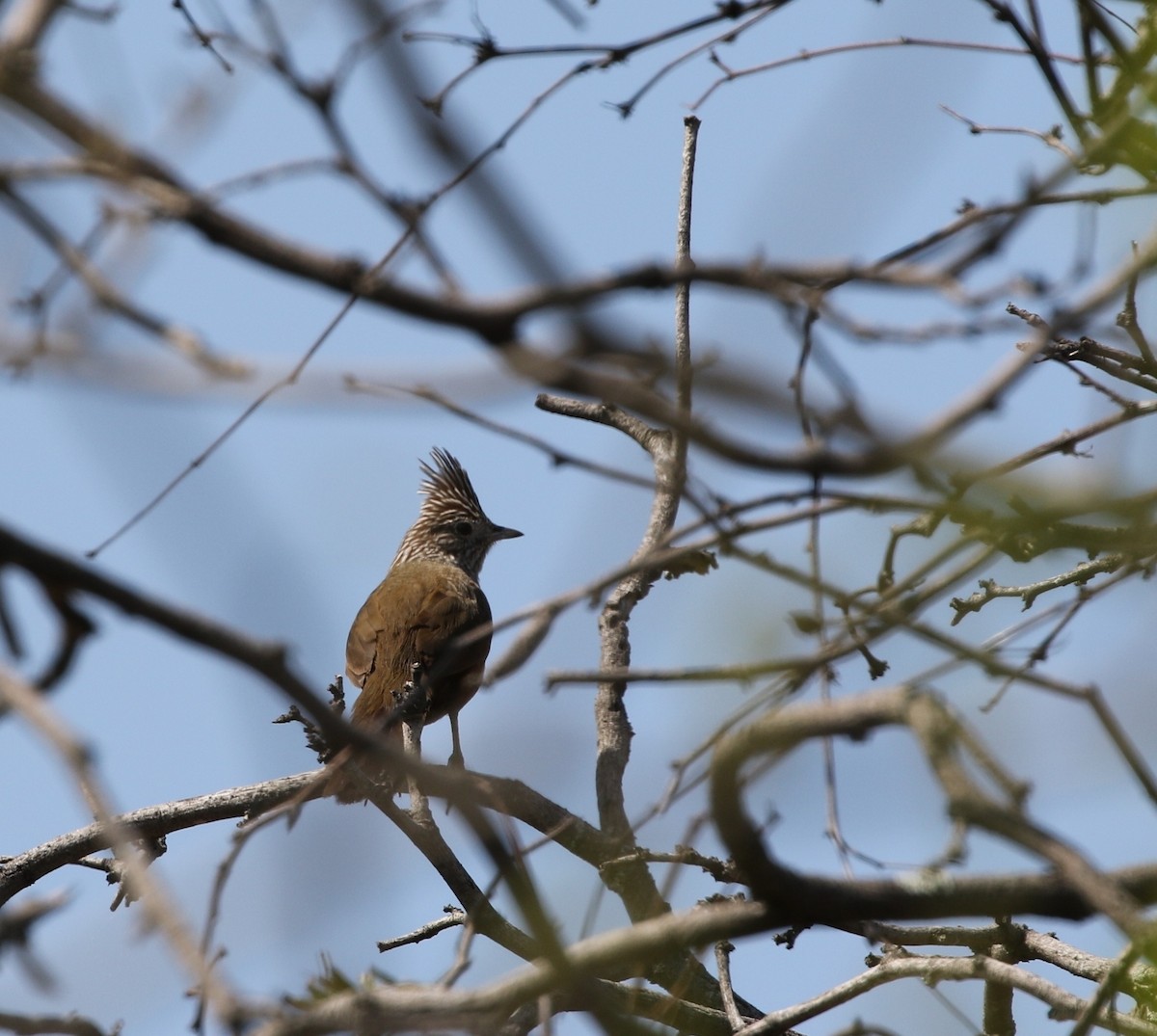 Crested Gallito - Richard Greenhalgh